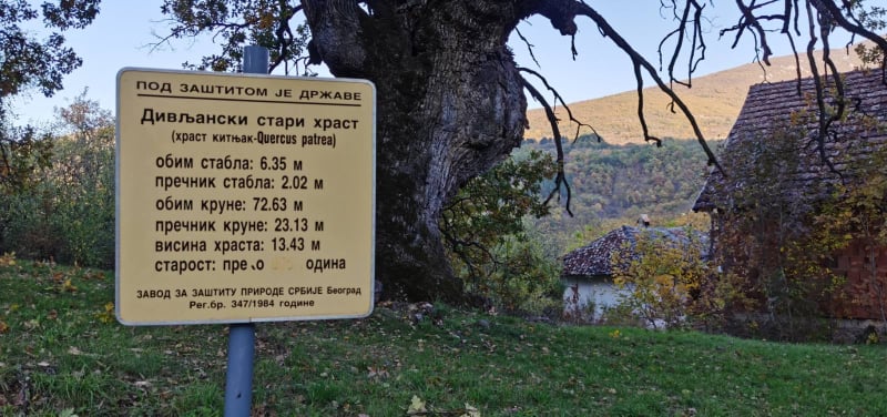 Najstariji hrast na Balkanu